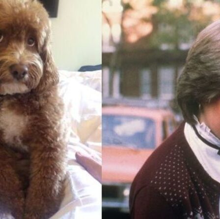 Cockapoo posant comme la princesse Diana laisse les fans royaux stupéfaits