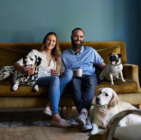 Comment lutter contre les poils d'animaux sur les meubles : les meilleurs conseils pour une maison sans fourrure