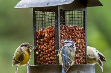 Comment nettoyer une mangeoire à oiseaux - la principale raison pour laquelle vous devriez nettoyer vos mangeoires