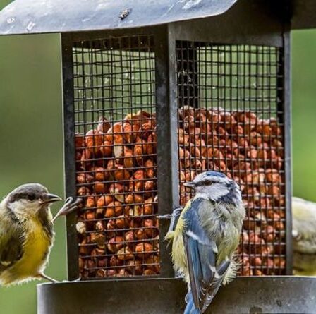 Comment nettoyer une mangeoire à oiseaux - la principale raison pour laquelle vous devriez nettoyer vos mangeoires