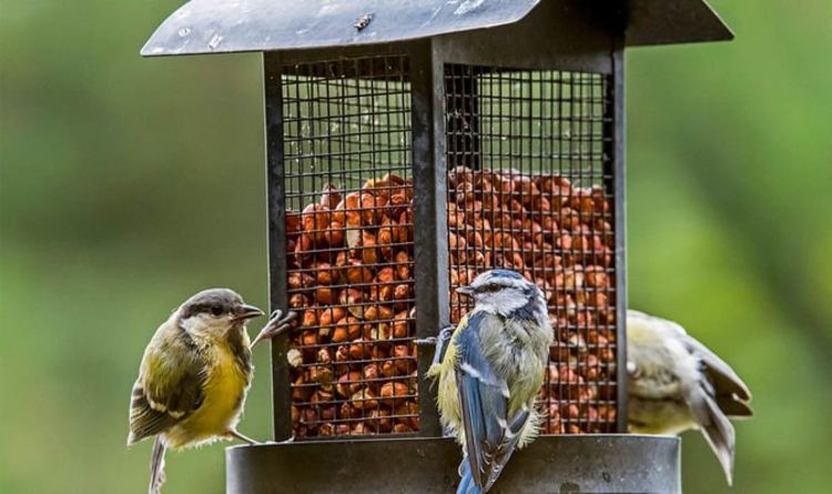 Comment nettoyer une mangeoire à oiseaux - la principale raison pour laquelle vous devriez nettoyer vos mangeoires