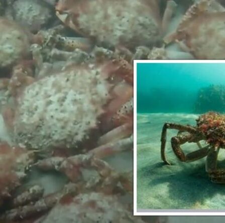Cornouailles : des milliers de crabes se rassemblent sur la côte lors d'un événement rare : « Jamais rien vu de tel !