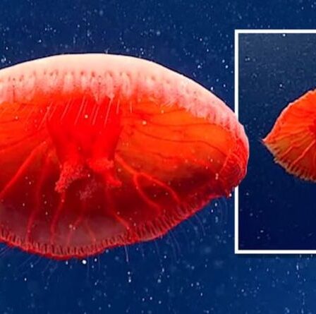 Découverte en haute mer : des scientifiques déconcertés par des méduses rouge sang comme jamais auparavant