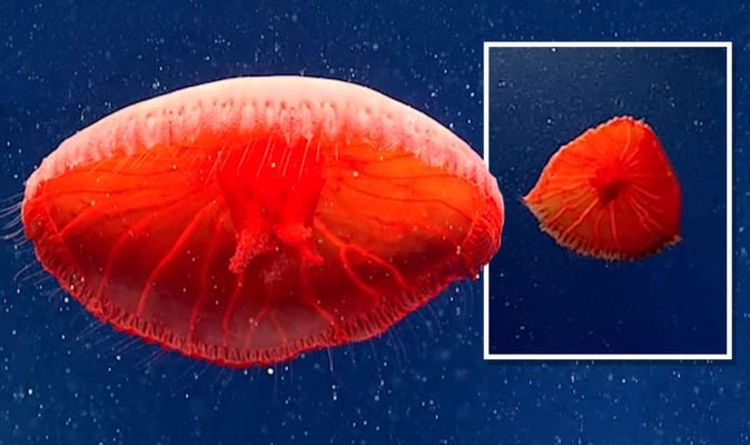 Découverte en haute mer : des scientifiques déconcertés par des méduses rouge sang comme jamais auparavant