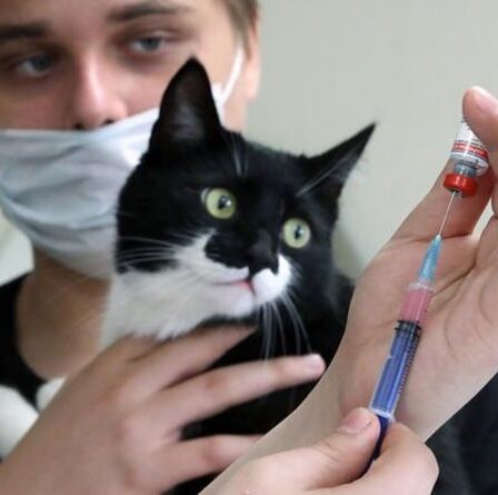 Des vaccins Covid pour PETS en cours de développement alors que les scientifiques soulèvent des inquiétudes concernant de nouvelles variantes