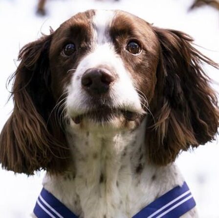Dogs of War honoré pour le travail de sauvetage de la RAF