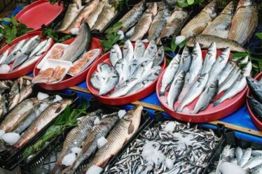 Doomsday du poisson: les anchois, les harengs et les sardines sont menacés d'extinction - un terrible avertissement a été émis