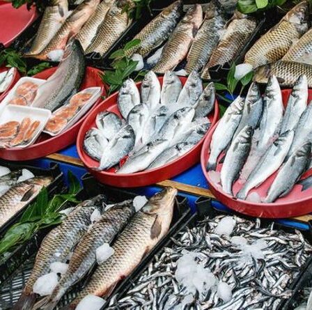 Doomsday du poisson: les anchois, les harengs et les sardines sont menacés d'extinction - un terrible avertissement a été émis