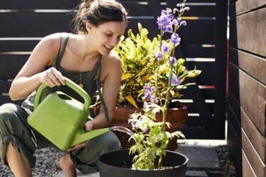 Économisez de l'eau lorsque vous jardinez - essayez de NOUVELLES techniques d'arrosage ou d'irrigation