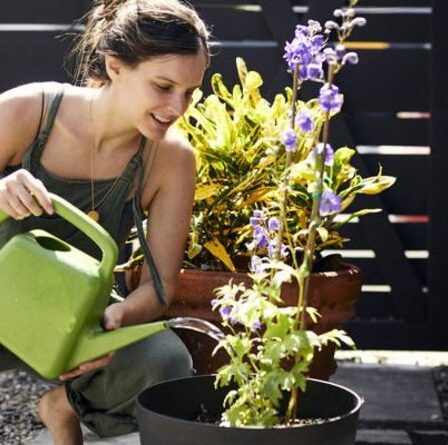 Économisez de l'eau lorsque vous jardinez - essayez de NOUVELLES techniques d'arrosage ou d'irrigation