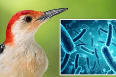 Épidémie de maladie des oiseaux mystérieux: le public a dit de «ne pas toucher» car une maladie mortelle a été détectée aux États-Unis