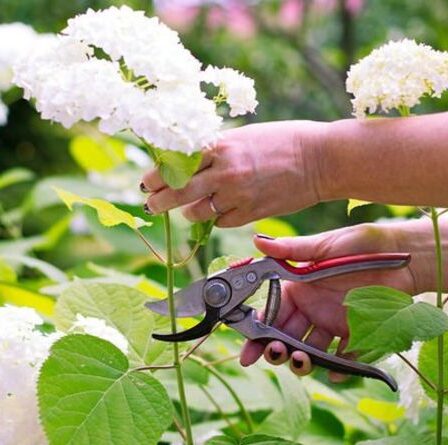 Faut-il faire des hortensias morts-vivants ?  Les meilleurs conseils pour tailler