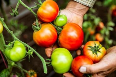 Gardeners' World partage une astuce de "15 minutes" pour faire mûrir des tomates à fructification tardive