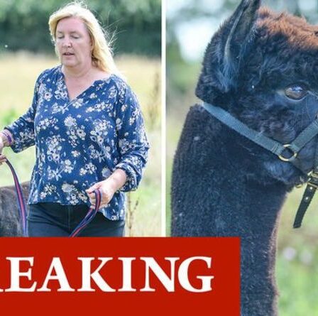 Geronimo mort: un alpaga atteint de la tuberculose exécuté – un chagrin pour les militants