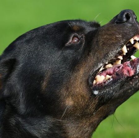 Horreur alors qu'un enfant de 19 mois est tué par un chien de la famille lors d'une attaque sanglante alors que son père est au travail