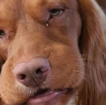 Horreur de la berce du Caucase : la tête de chien gonfle pour doubler sa taille normale après une sombre rencontre