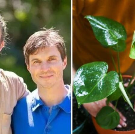 « Il y en a à l'épreuve des bombes ! » Les frères Rich sur des plantes simples qui n'ont pas besoin de beaucoup de soins