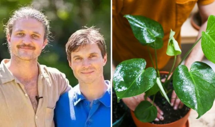 « Il y en a à l'épreuve des bombes ! »  Les frères Rich sur des plantes simples qui n'ont pas besoin de beaucoup de soins