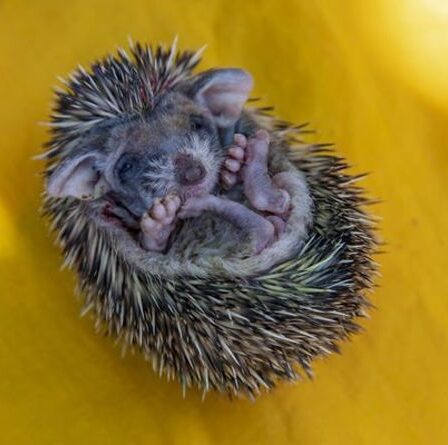 Indignation alors qu'un hérisson lapidé à mort dans une affaire brutale de cruauté envers les animaux