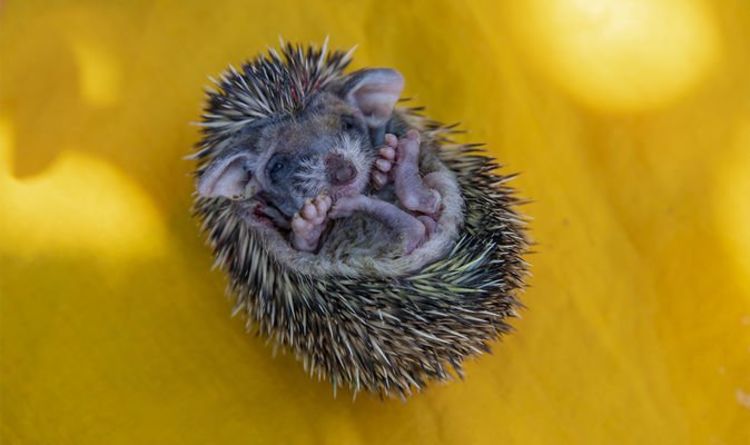 Indignation alors qu'un hérisson lapidé à mort dans une affaire brutale de cruauté envers les animaux