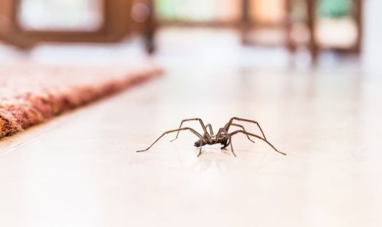 Invasion d'araignées au Royaume-Uni: des araignées géantes ont envahi les maisons britanniques - mais c'est une bonne nouvelle