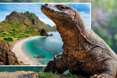 L'Indonésie s'apprête à ouvrir une attraction « Jurassic Park » de 3,5 millions de livres sterling malgré les avertissements