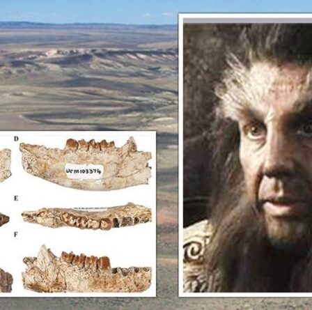 La découverte d'une créature préhistorique 'hobbit' montre une évolution étonnante après l'extinction des dinosaures