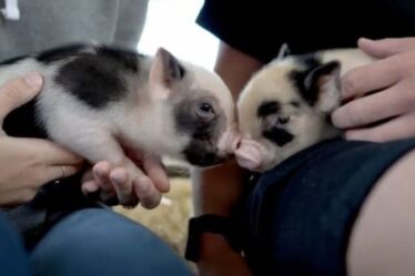 La ferme du Devon donne aux visiteurs la possibilité de câliner des mini-cochons avec du prosecco lors d'un événement insolite