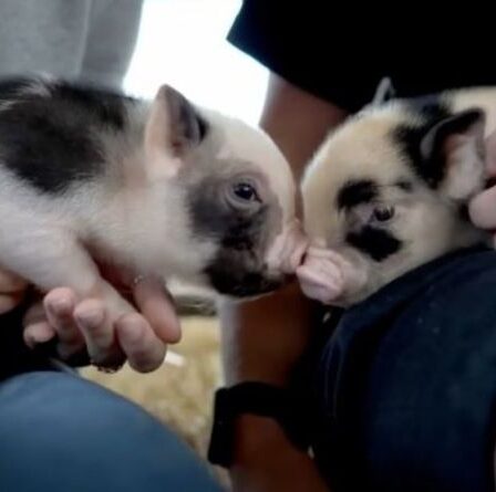 La ferme du Devon donne aux visiteurs la possibilité de câliner des mini-cochons avec du prosecco lors d'un événement insolite