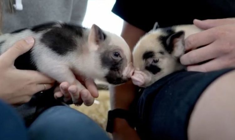 La ferme du Devon donne aux visiteurs la possibilité de câliner des mini-cochons avec du prosecco lors d'un événement insolite