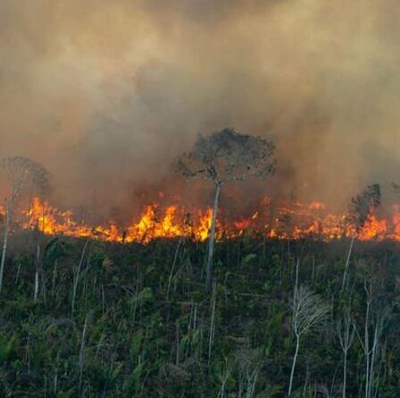 La forêt amazonienne a « atteint un point de non-retour » – les scientifiques tirent l'alarme de la fin du monde