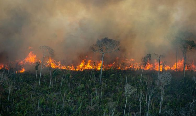 La forêt amazonienne a « atteint un point de non-retour » – les scientifiques tirent l'alarme de la fin du monde