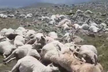 La foudre frappe l'horreur alors qu'un seul éclair tue 550 moutons dans un blitz mortel – un agriculteur dévasté