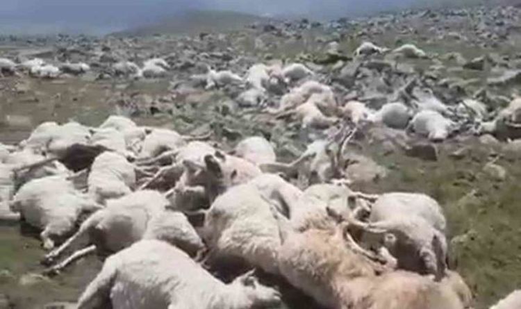 La foudre frappe l'horreur alors qu'un seul éclair tue 550 moutons dans un blitz mortel – un agriculteur dévasté