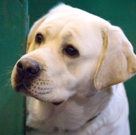 «La meilleure chose que j'ai vue» Deux chiens photographiés en train de s'embrasser après une rencontre dans la rue deviennent virales