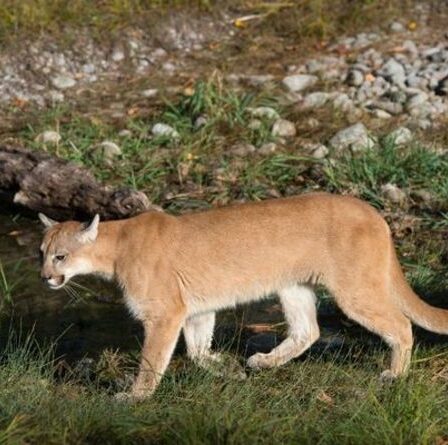 La mère d'un "héros" frappe un lion de montagne après avoir traîné son jeune fils "à 45 mètres" de chez lui