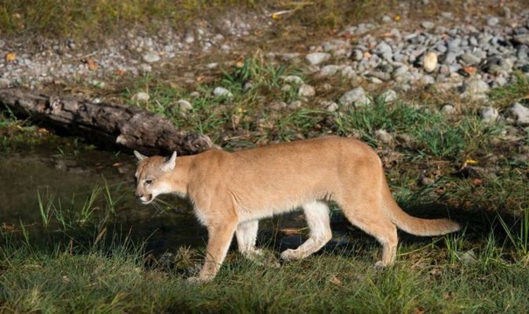 La mère d'un "héros" frappe un lion de montagne après avoir traîné son jeune fils "à 45 mètres" de chez lui