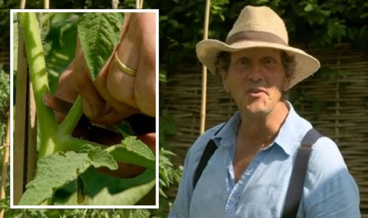 La star de Gardeners' World, Monty Don, sur ce que vous devez couper les plants de tomates « Sortez-les ! »