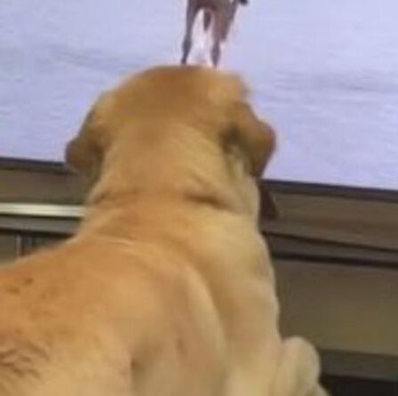 L'adorable Golden Retriever filmé en train de copier le dressage d'un cheval olympique devient un hit de Tiktok