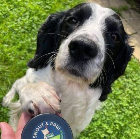 Le chien héros qui a aidé à sauver une voiture coincée dans les eaux de crue reçoit une récompense surprise