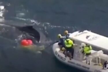 Le sauvetage de baleines enchevêtrées réussit alors qu'une opération courageuse de deux jours libère un mammifère des filets – VIDEO