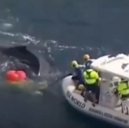 Le sauvetage de baleines enchevêtrées réussit alors qu'une opération courageuse de deux jours libère un mammifère des filets – VIDEO