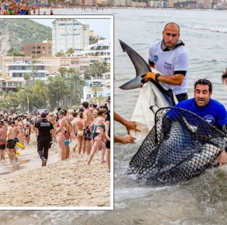 Les Britanniques fuient la plage de Benidorm après que l'énorme tueur SHARK a été repéré à quelques mètres du rivage