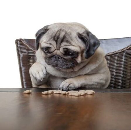 Les animaux peuvent reconnaître les nombres aussi bien que les enfants, selon une étude