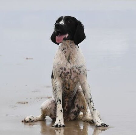 Les chiens détecteurs qui sont les meilleurs amis de la faune