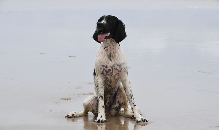 Les chiens détecteurs qui sont les meilleurs amis de la faune