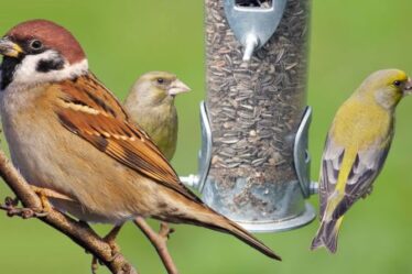 Les mangeoires d'oiseaux tuent des oiseaux, prévient un biologiste alors que les populations voient un « déclin catastrophique »