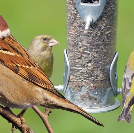 Les mangeoires d'oiseaux tuent des oiseaux, prévient un biologiste alors que les populations voient un « déclin catastrophique »