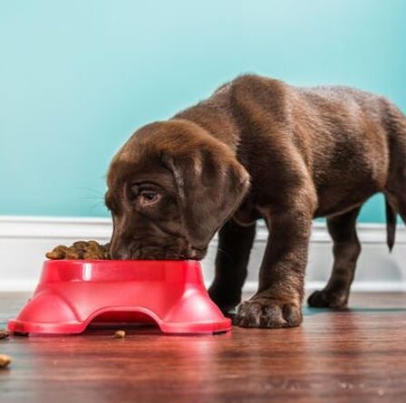 Les propriétaires de chiens ont envoyé un avertissement alors qu'une nouvelle recherche prétend que les aliments secs pour animaux de compagnie ont des dangers cachés