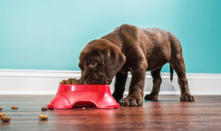 Les propriétaires de chiens ont envoyé un avertissement alors qu'une nouvelle recherche prétend que les aliments secs pour animaux de compagnie ont des dangers cachés